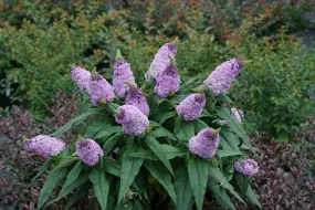 Butterfly Bush - Pugster Amethyst