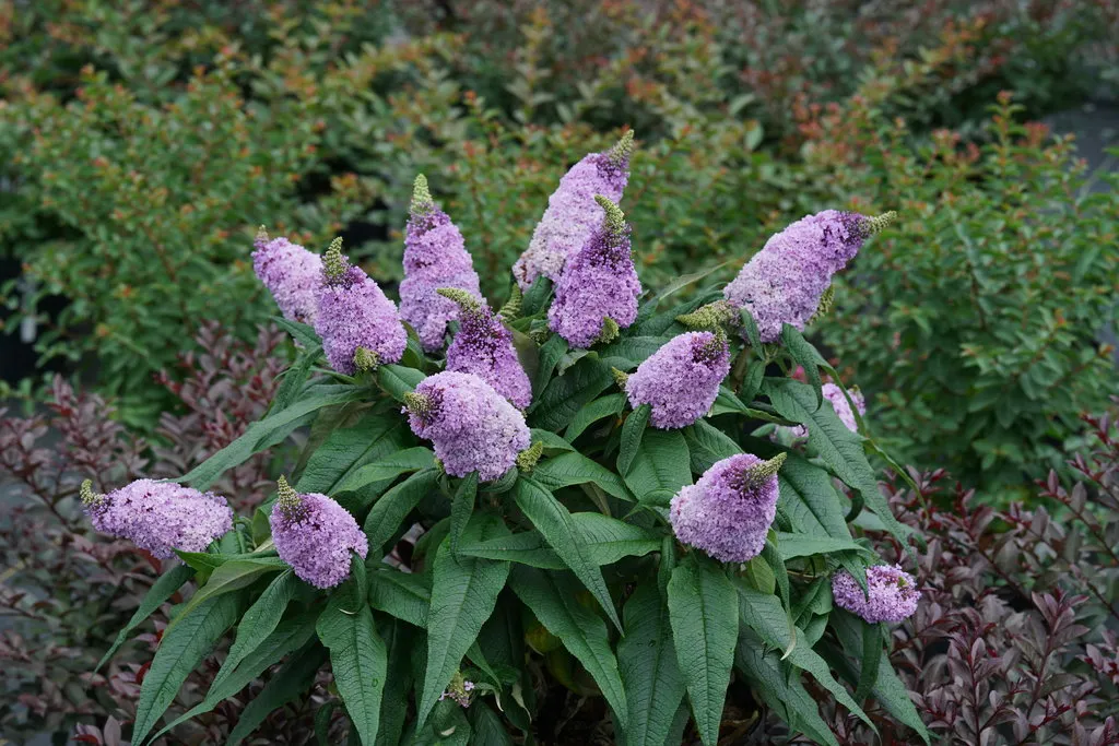 Butterfly Bush - Pugster Amethyst